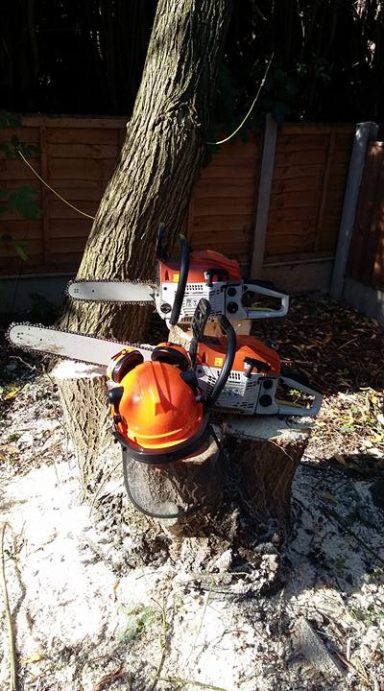 tree surgery